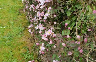 Les Clématites - Foto 13