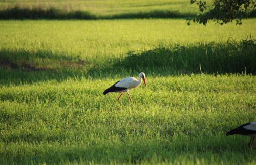 Altes Kommandeurhaus in Werben an der Elbe - Foto 6