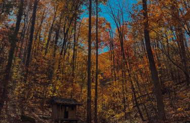 Bird's Nest cabin at Cabin Fever in NC - Foto 23