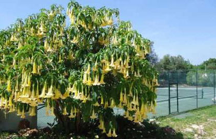 Garden Apartment Quinta do Morgado - Foto 24