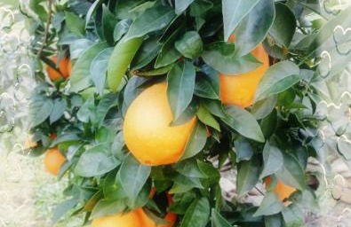 Casa do Rossio - Foto 28