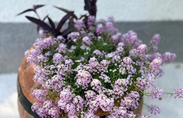 Guesthouse D&D - Foto 26