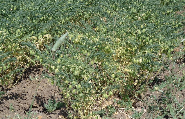 Agriturismo San Pietro - Photo 39