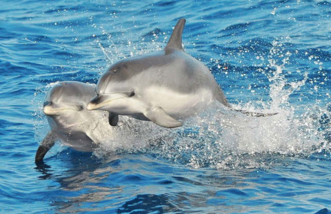 Morro Jable Dolphin & Whale Watching Trip - Foto 9