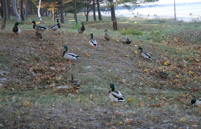 Villa Maria Wohnung 5 - Photo 12