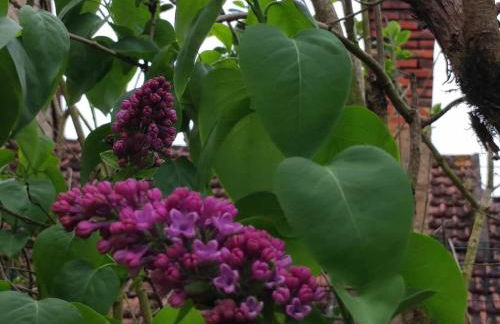 La glycine - Foto 33