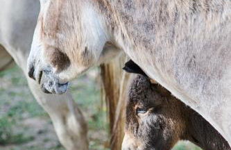 Quinta da Alcaidaria Mor - Foto 5