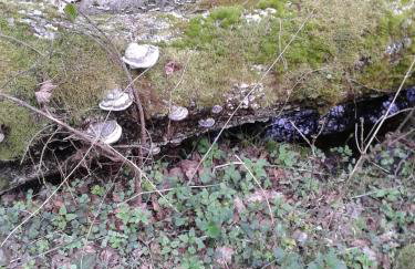 Cztery Pory Roku - Foto 66