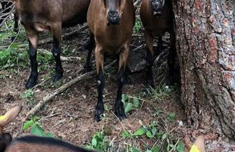 Maison basse - Foto 15