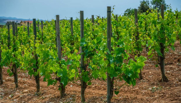 Visita a la bodega Mas Bertran - Foto 4, Los viñedos de Mas Bertran