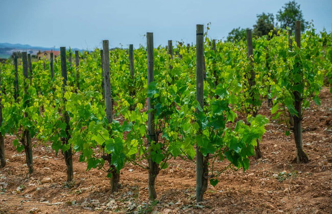 Visita a la bodega Mas Bertran - Foto 4
