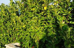 Sea View Apartments Zaboric - Foto 15