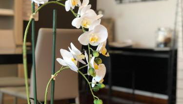 Mundo-Abeona - Foto 3