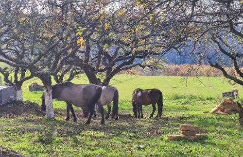 Jabłoniowy Sad Kalwaria Pacławska - Foto 45