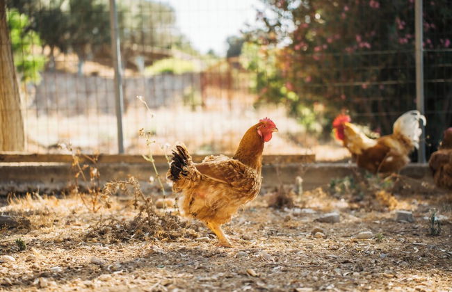 Terra Cassa Private Villa - Photo 71