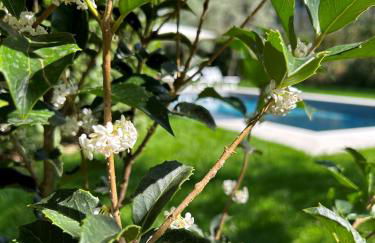 Villa Lilla Bellagio - Luxury Pool and Wine with Lake view - Foto 19