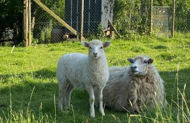 Landhof Lieg - Tierische Auszeit in unseren gemütlichen Ferienwohnungen - Foto 44