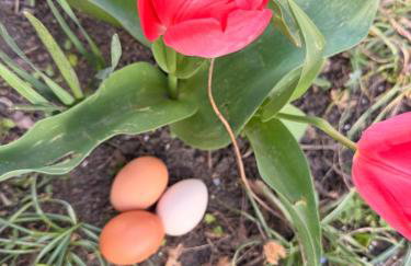 Apartment Landfeeling - Foto 6