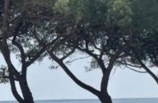 Windsurf Beach Front - Photo 23