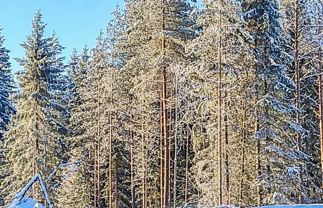 Annelinniemi - Foto 30