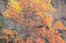 Penelope's Guest House - Foto 31