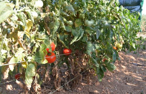 Casa Muraglia Studio/Studio Under Castle - Photo 23