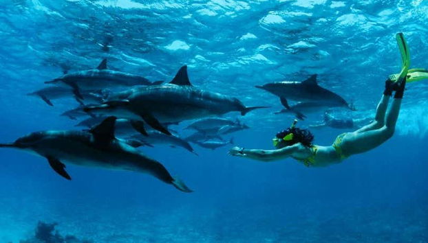 Swimming with Dolphins in Zanzibar - Foto 3