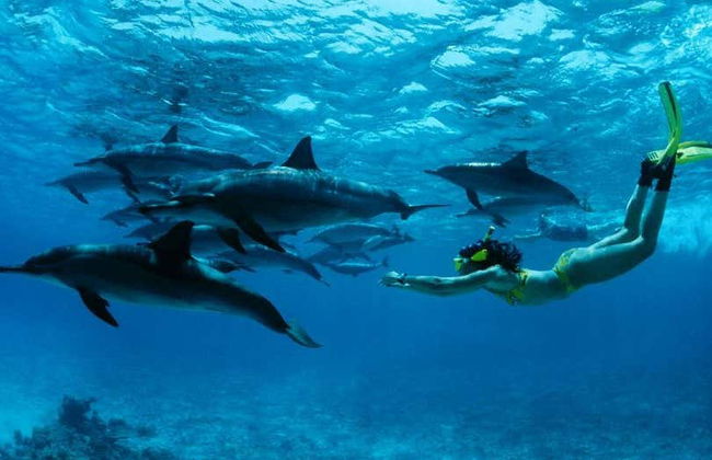 Swimming with Dolphins in Zanzibar - Foto 3