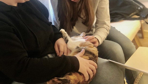 Bigotes y café: relájate y juega con adorables gatos - Foto 5