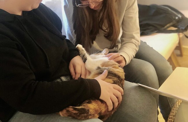 Bigotes y café: relájate y juega con adorables gatos - Foto 5