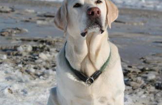 Forsthaus Wendt - Foto 45