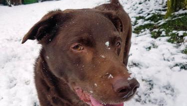 Ferienwohnung Vogelsang - Foto 3, pet friendly