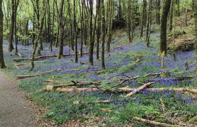 Lovely Sea View Apartment in Rineen - 4 Guests - Foto 17