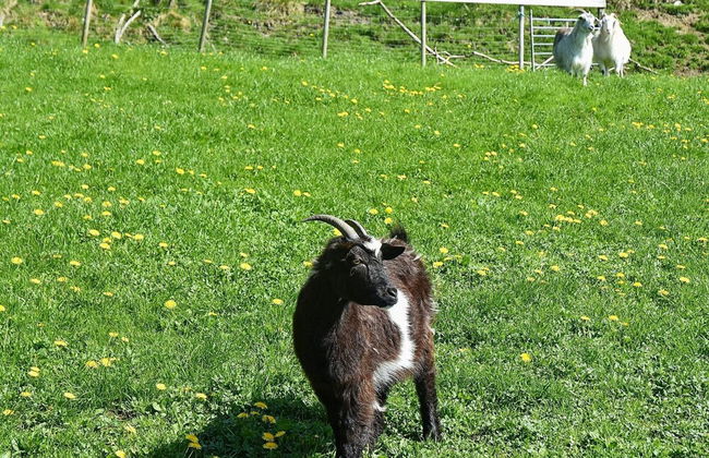 6 Person Holiday Home in Onarheim - Foto 35