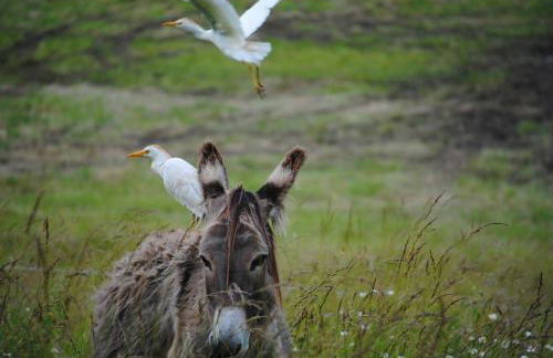 la Roulotte du Cos - Foto 8
