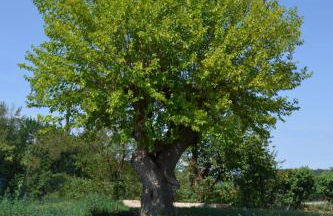 Cascina Cortassa - Foto 11