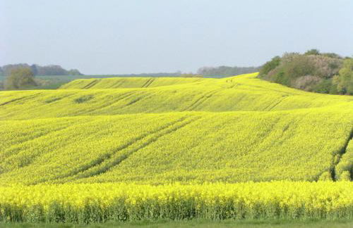 Gemutliche Ferienwohnung in Satow - Photo 33