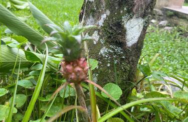 Chácara Gomes - Caiubura - Bertioga - Foto 59