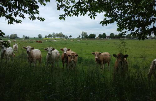 Wilde Möhre Bauwagen Sommerküche Draussen Abenteuer - Photo 4