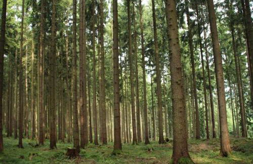 Seepark Kirchheim Ferienhaus bei Nina mit Sauna - Photo 34