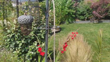 La Petite Goulette - Foto 4, Garden view