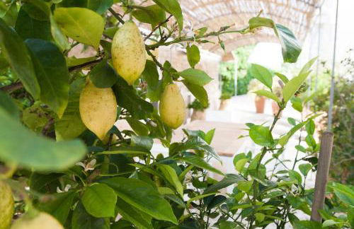 Masseria Lacatena - Foto 52