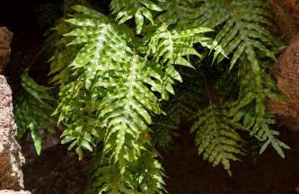 Las Fajanas de Gáldar - Foto 35