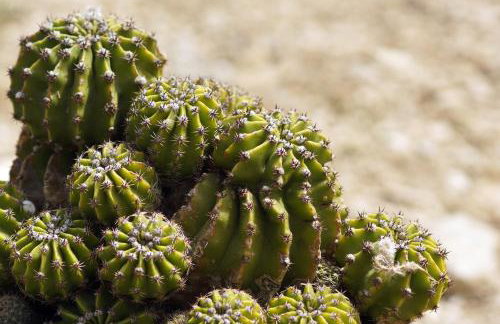 Apartments Solta - Foto 50