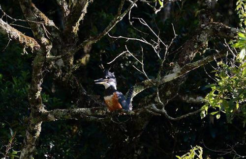 Alugo minha casa na floresta! - Foto 30