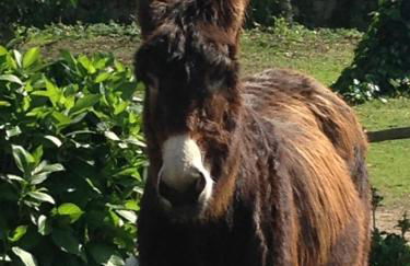 Quinta de Pindela - Natureza e Tradicao - Foto 57