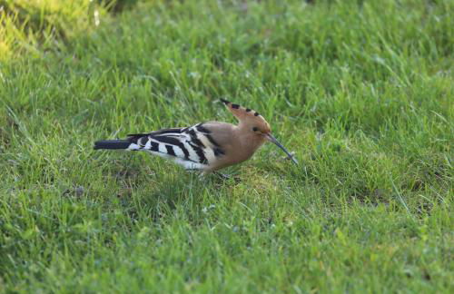 GITE MONTGOLFIÈRE 4 PERSONNES - Foto 29