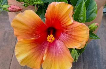 Hibiscus - Foto 2