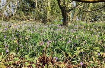 Darracott Farm Cottage - Foto 48