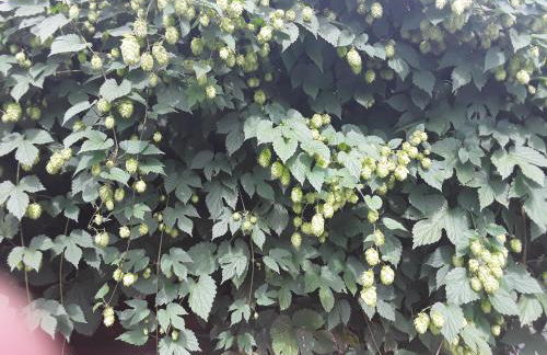 Haus Kallin - Foto 43